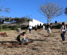 Plantio de mudas nativas