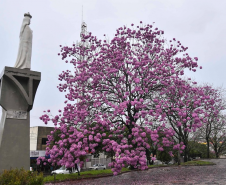 IPE ROSA PRAÇA DA SANTA