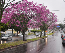 IPE ROSA NA AVENIDA ANGELO MOREIRA DA FONSECA