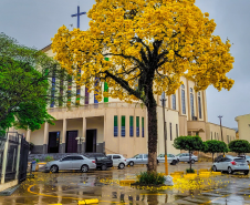 IPE AMARELO NA MATRIZ