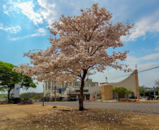 IPE BRANCO NA PAROQUIA SÃO JOSE OPERARIO