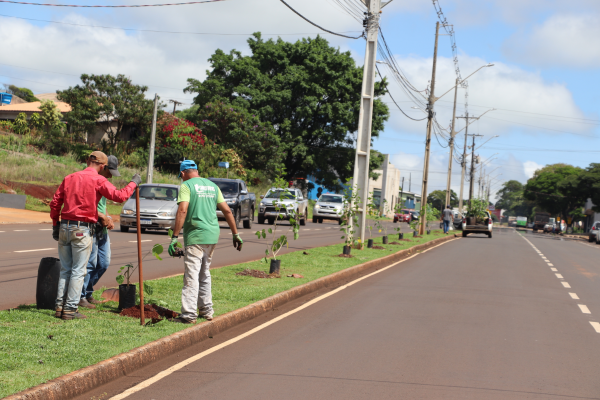 Plantio de mudas na avenida Ladislau Gil Fernandes.